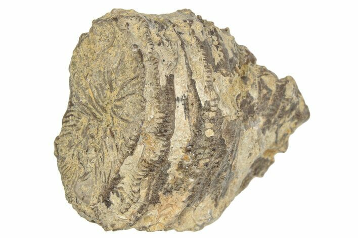 Jurassic Fossil Coral - Portugal #244805